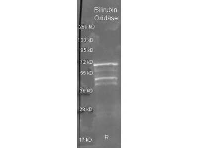 Western Blot: Choline Oxidase Antibody [HRP] [NBP1-77564] - Analysis of Bilirubin Oxidase under reducing (R) conditions. A samples of 1ug of purified protein contained 4% BME and was boiled for 5 minutes and run by SDS-PAGE on a 4-20% acrylamide gel. Protein was transferred to nitrocellulose and probed with 1:3000 dilution of primary antibody. Detection shown was using Dylight 488 conjugated Donkey anti goat and Dylight 649 conjugated Donkey anti goat 1 hr RT.